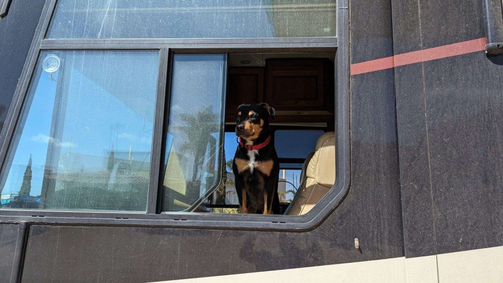 How To Create The Best RV Setup for Traveling with Pets
